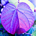 Rainbow Month - Indigo Leaf by annied