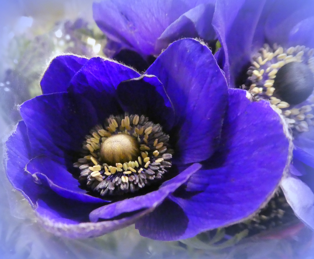Anemone.  by wendyfrost