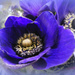 Anemone.  by wendyfrost