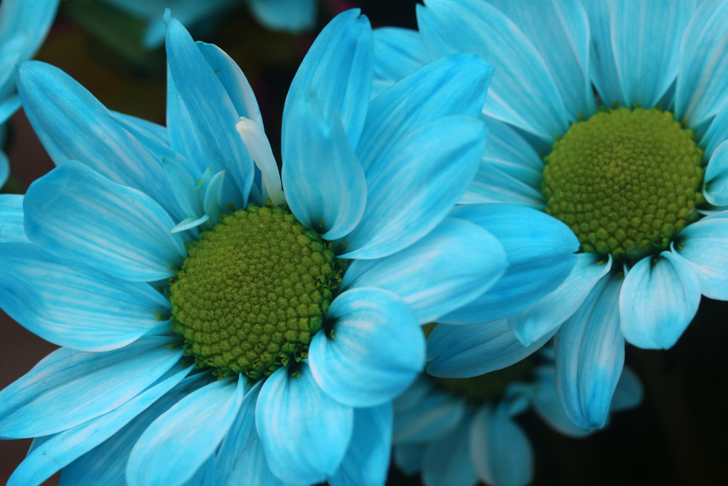 Blue flowers by ingrid01