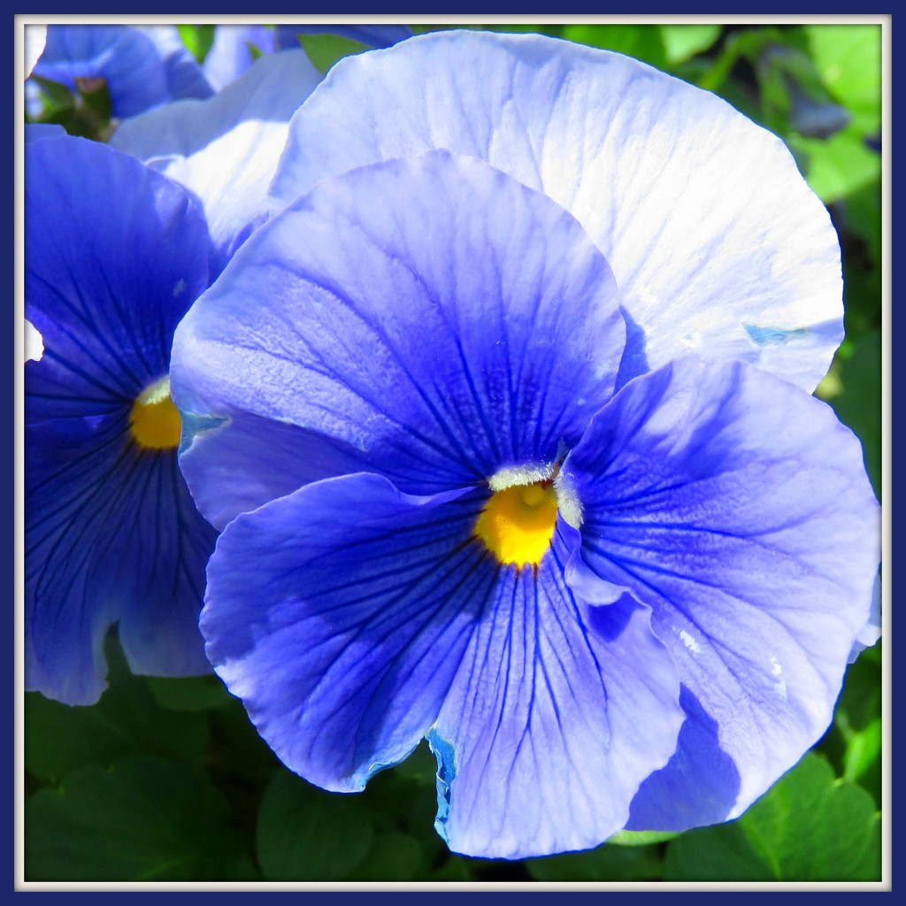 blue pansy by milaniet
