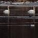 swans by rminer