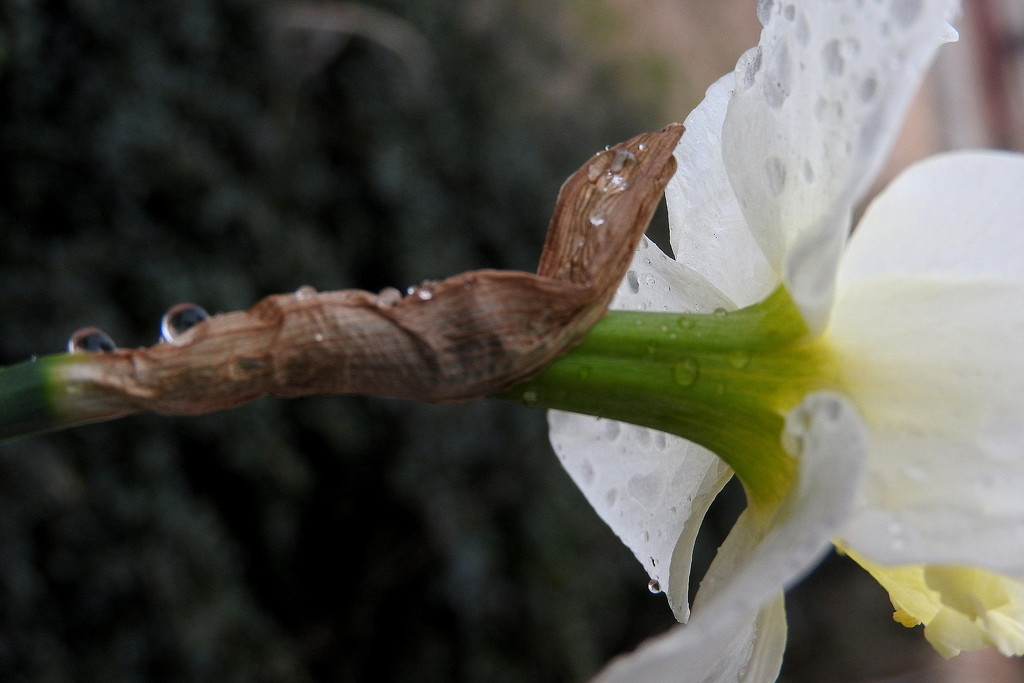 Beautiful raindrops by homeschoolmom