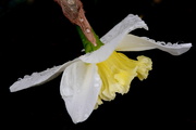 1st Mar 2019 - Daffodil in the rain
