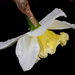 Daffodil in the rain by homeschoolmom