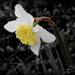 Daffodil in the Rain by homeschoolmom