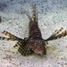 Lion Fish by swchappell