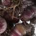 Purple Garlic by kgolab