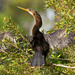 Anhinga, Drying the Wings! by rickster549