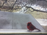 2nd Mar 2019 - Crazy Cardinal at Rest