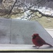 Crazy Cardinal at Rest by mcsiegle