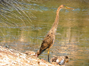 2nd Mar 2019 - This Purple juvenile Heron