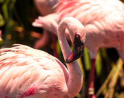 1st Mar 2019 - Flamingo Friday '19 10