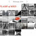 Flash Of Red, February 2019 by lsquared