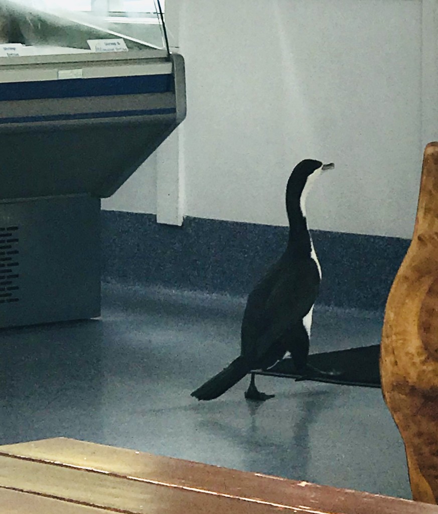 This shag is quite comfortable coming into the Fish n chip shop at Mangonui  by Dawn