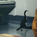 This shag is quite comfortable coming into the Fish n chip shop at Mangonui  by Dawn