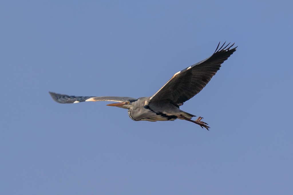 Heron in flight by padlock