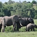 Some of the lovely elephants by rosiekind
