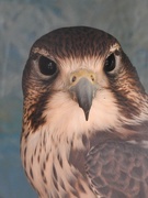 2nd Mar 2019 - Prairie Falcon
