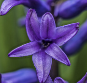 1st Mar 2019 - Hyacinth