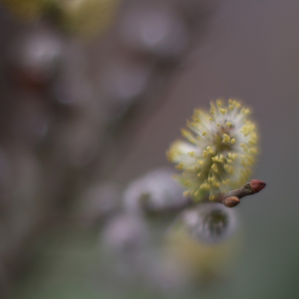 Pussy Willow by motherjane