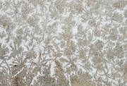 25th Feb 2019 - Ice on concrete