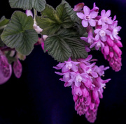 2nd Mar 2019 - Flowering Currant
