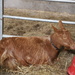 golden jersey goat by jennyjustfeet