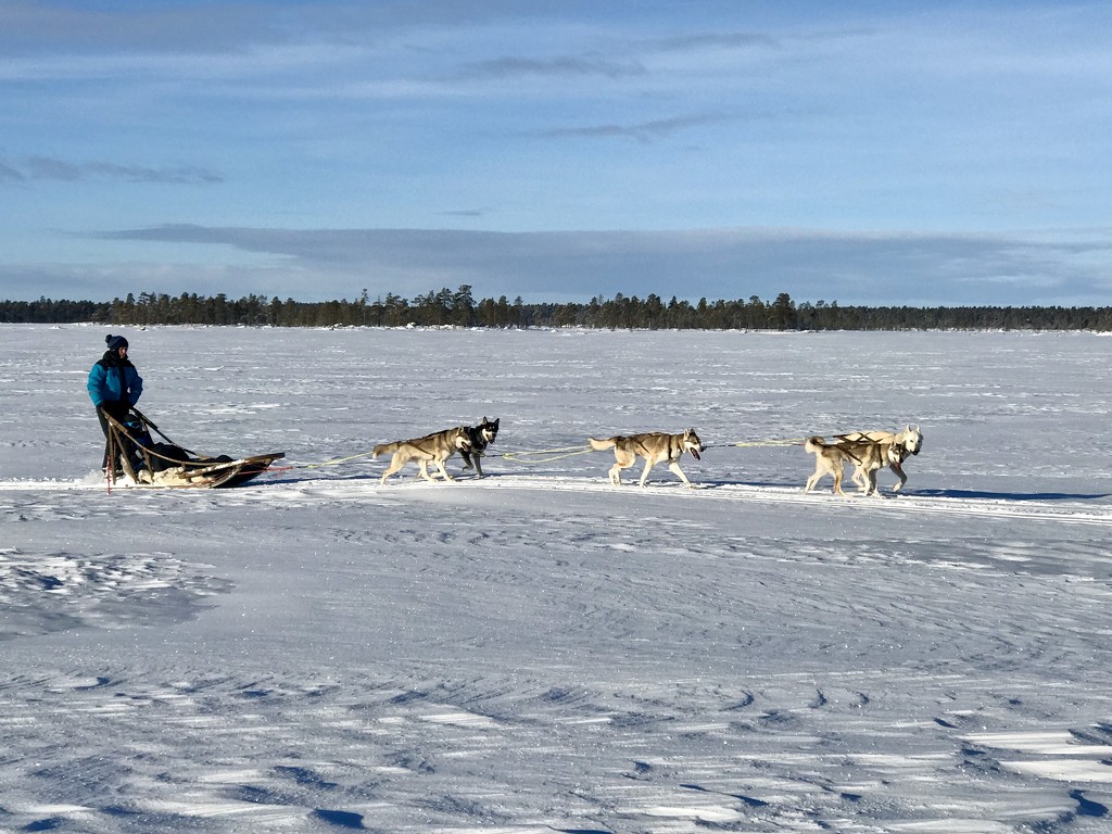 Finnish Lapland Huskies  by darrenboyj