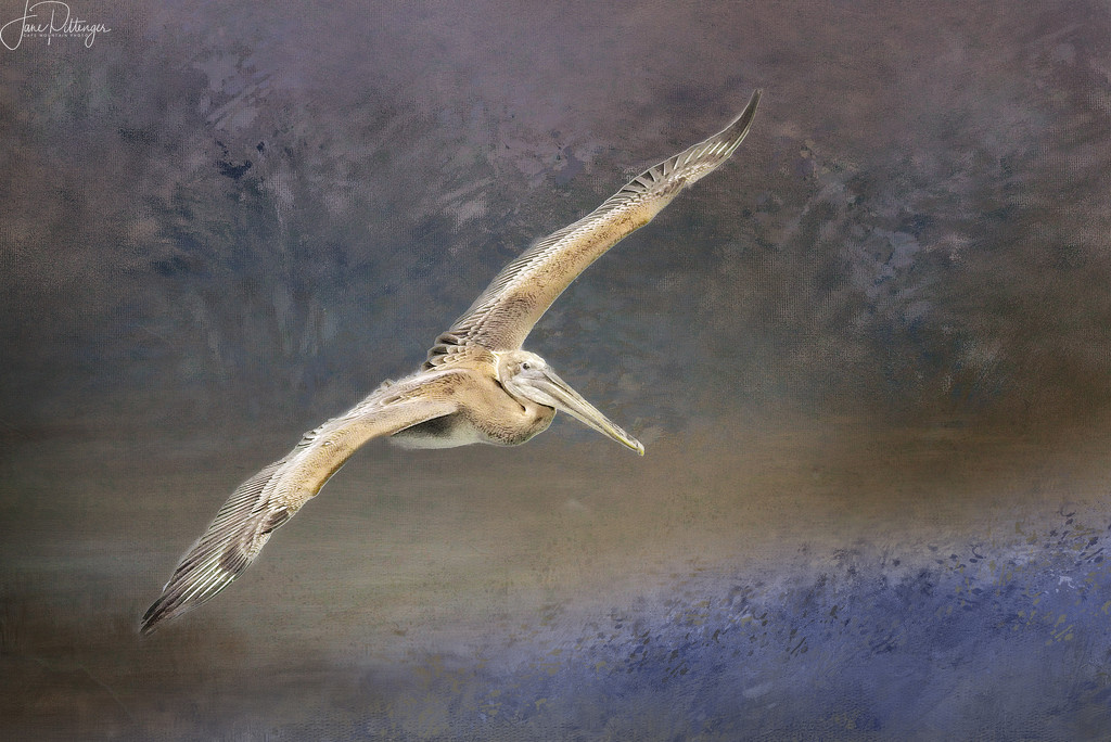 Flying Pelican with Textures by jgpittenger