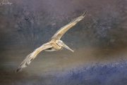 2nd Mar 2019 - Flying Pelican with Textures