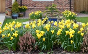 2nd Mar 2019 -  Our Front Garden 