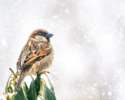 2nd Mar 2019 - sparrow