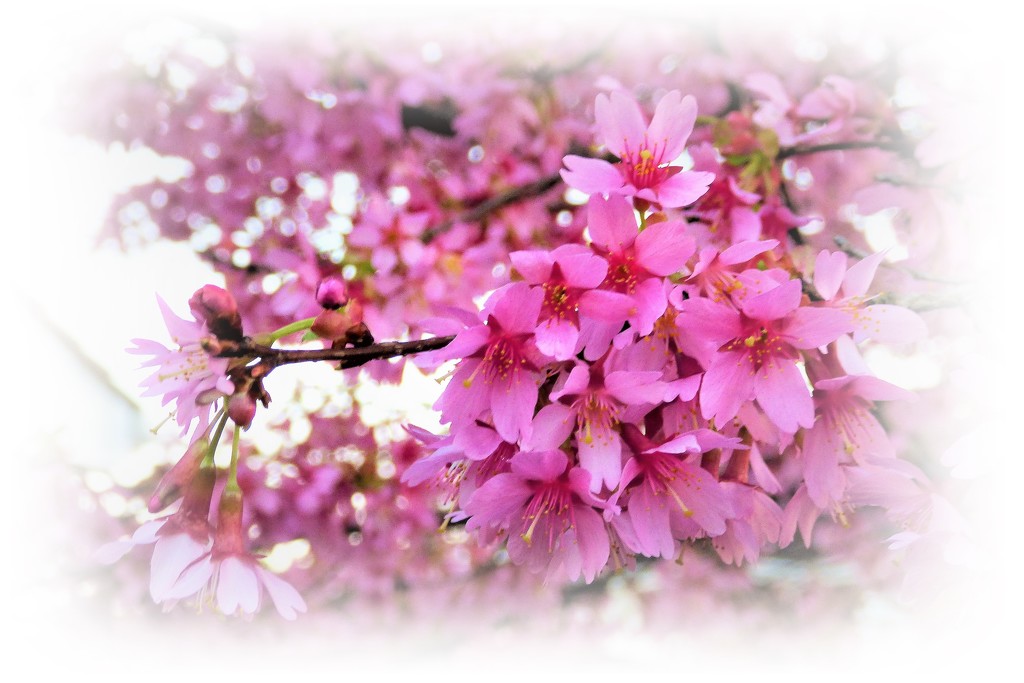 Pink blossom by beryl