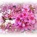 Pink blossom by beryl