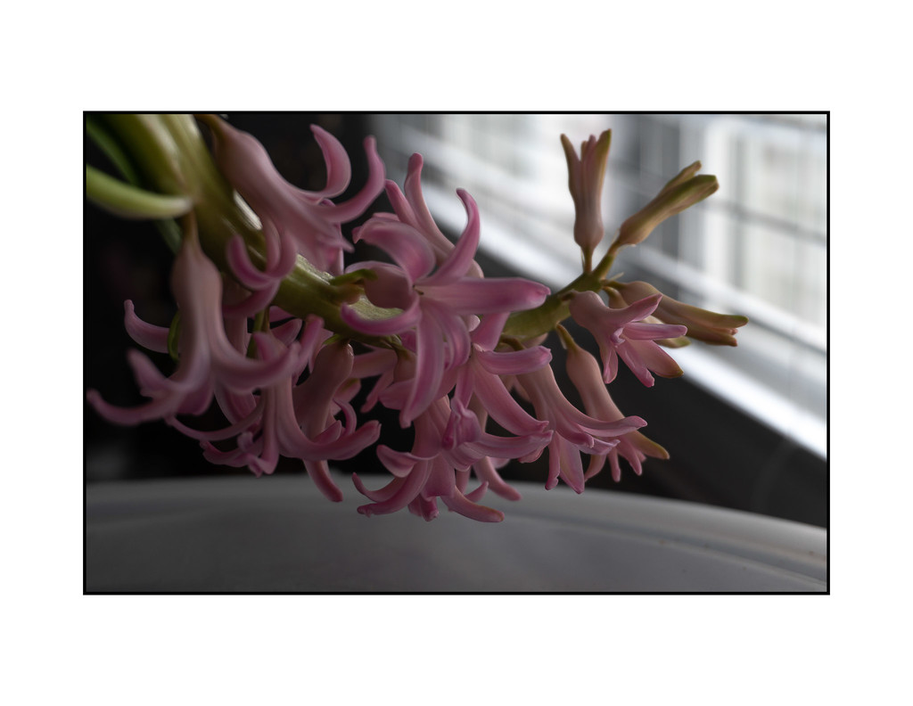hyacinth print_365 by randystreat
