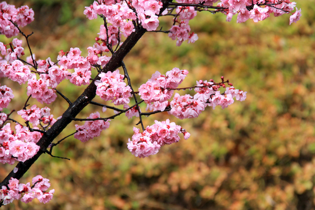 Spring Cherry Blossoms by jaybutterfield