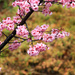 Spring Cherry Blossoms by jaybutterfield