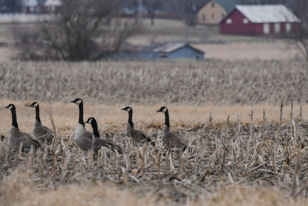 Canadian Geese and Barns by kareenking