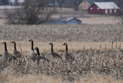 2nd Mar 2019 - Canadian Geese and Barns