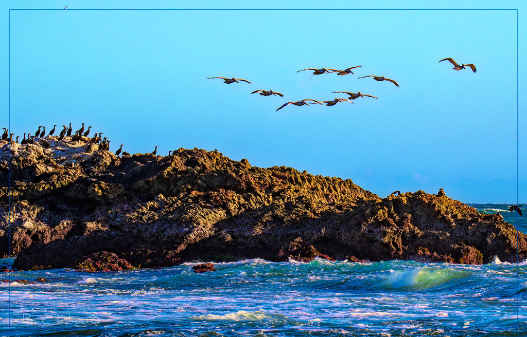 Pelicans Take Flight by stray_shooter