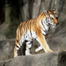 Walking Tiger by randy23