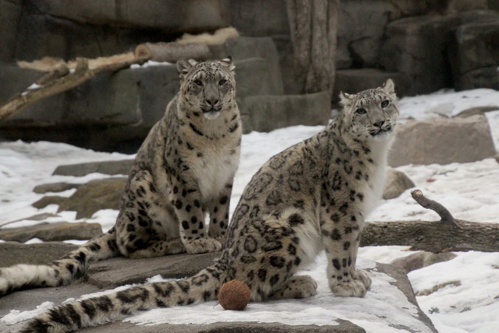 Snow Leopards by randy23