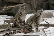 23rd Feb 2019 - Snow Leopards