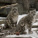 Snow Leopards by randy23