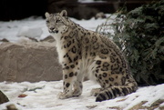 24th Feb 2019 - Snow Leopard