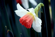 3rd Mar 2019 - Bi-color Daffodil