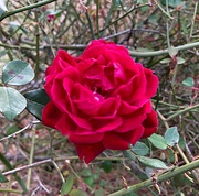 3rd Mar 2019 - Amazing to still have beautiful roses blooming here in February.