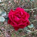 Amazing to still have beautiful roses blooming here in February. by congaree