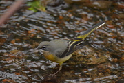 3rd Mar 2019 - Grey Wagtail in the stream.........